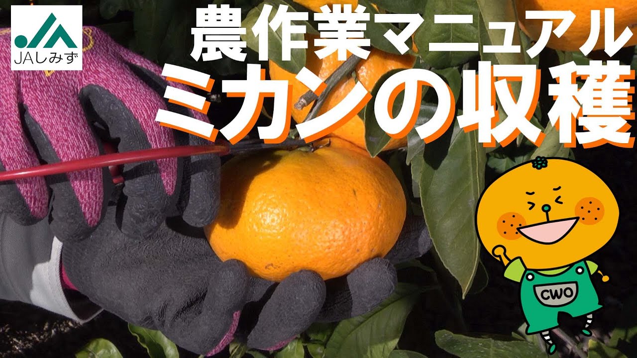 JA Shimizu] A farming manual explaining how to harvest mandarin