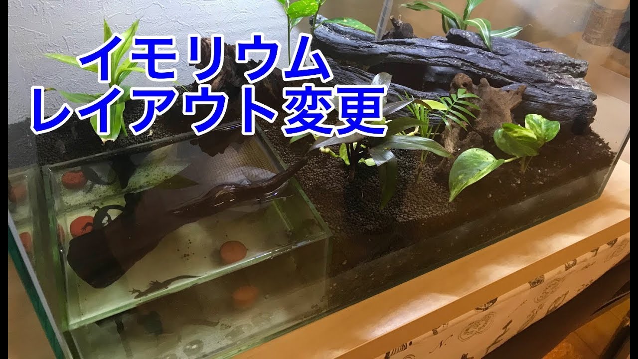 イモリウム レイアウト変更 【イモリ♯2】 アカハライモリ - YouTube