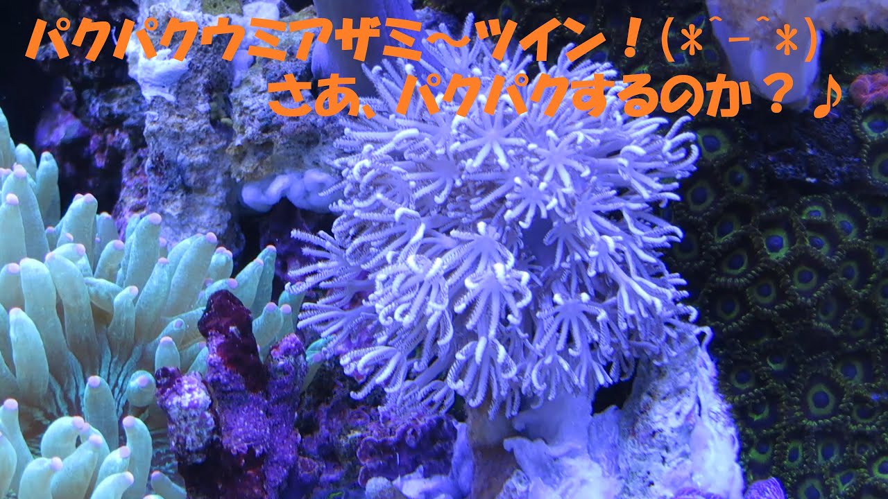 パクパクウミアザミ～ツイン、パクパクするか？(*^-^*) - YouTube