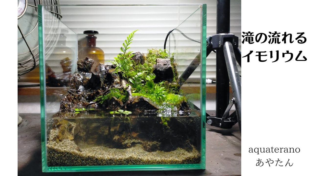 滝の流れるアクアテラリウム イモリウム kk様専用 【公式通販】