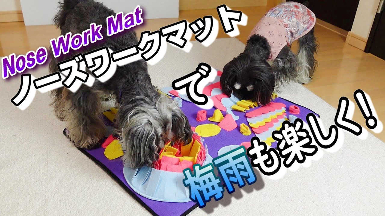 Nose Work Mat - YouTube