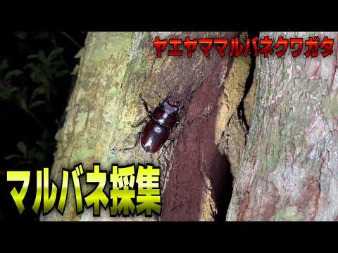 日本一危険な採集に行ってきました【ヤエヤママルバネクワガタ】 - YouTube