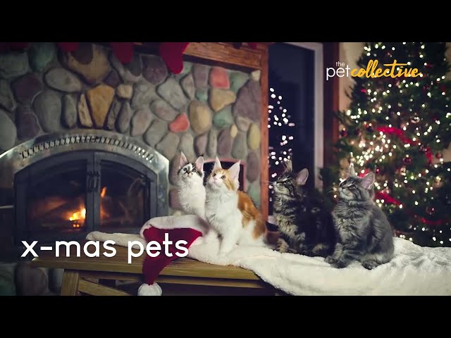 X-Mas Pets - YouTube
