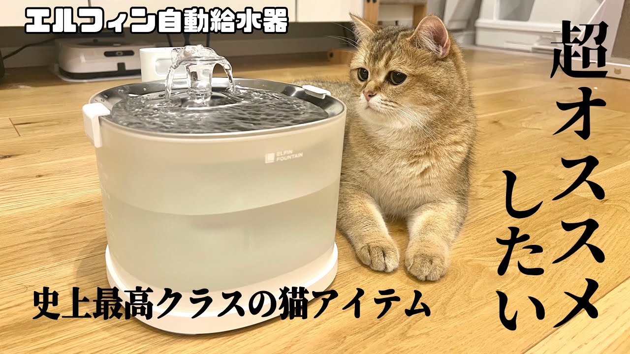 ぽてこゆこめ史上最高の給水器に出会ってしまったかもしれない