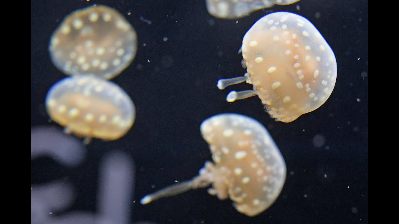 かんさいアニマルズ 京都水族館の「タコクラゲ」 - YouTube