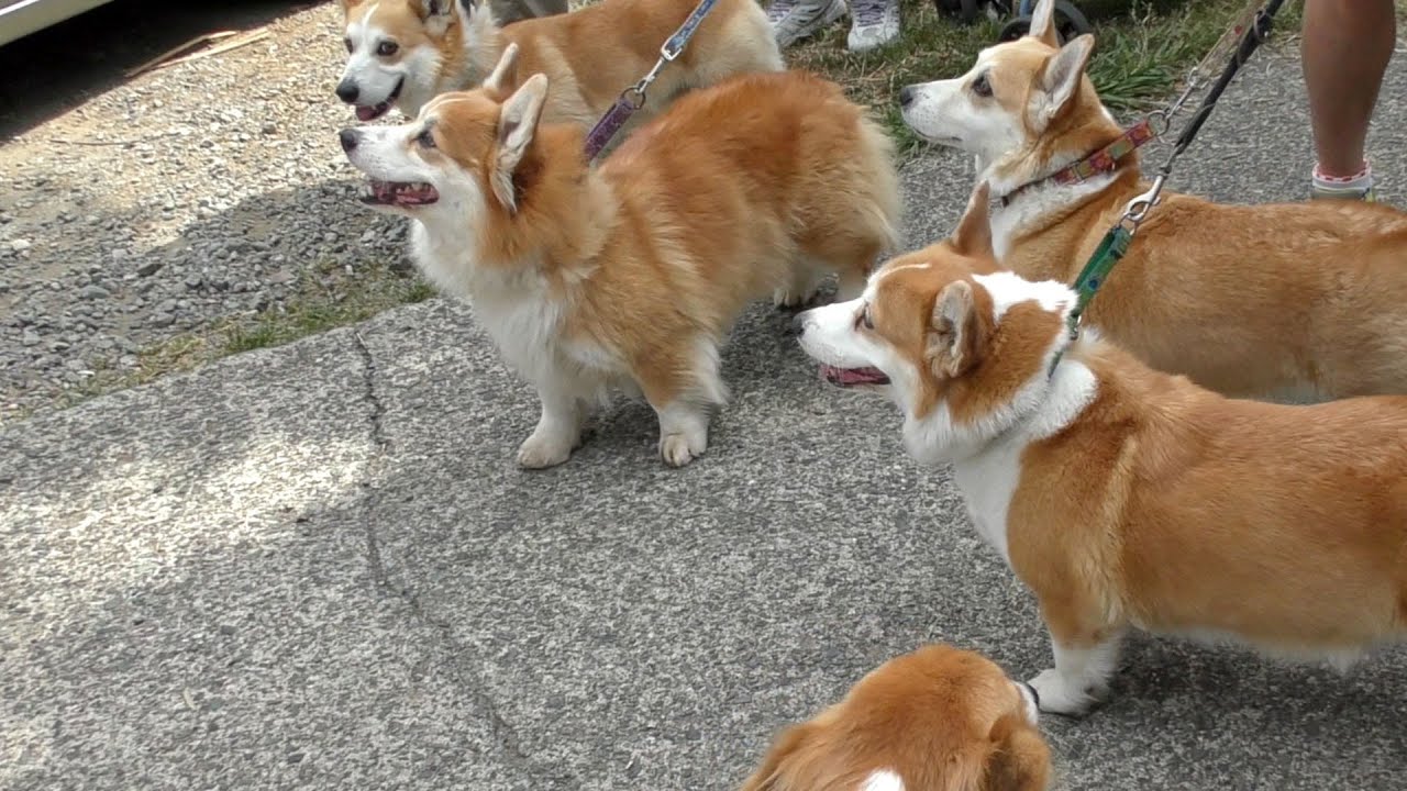 絶版新品希少 Corgi/コーギー1/72 F-4C ファントム US33219 絶版新品