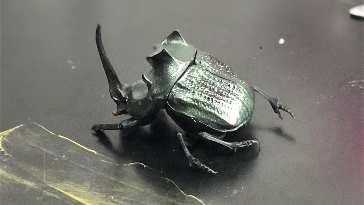 エンシフェルオオニジダイコク 昆虫標本 エンシフェルオオニジダイコク