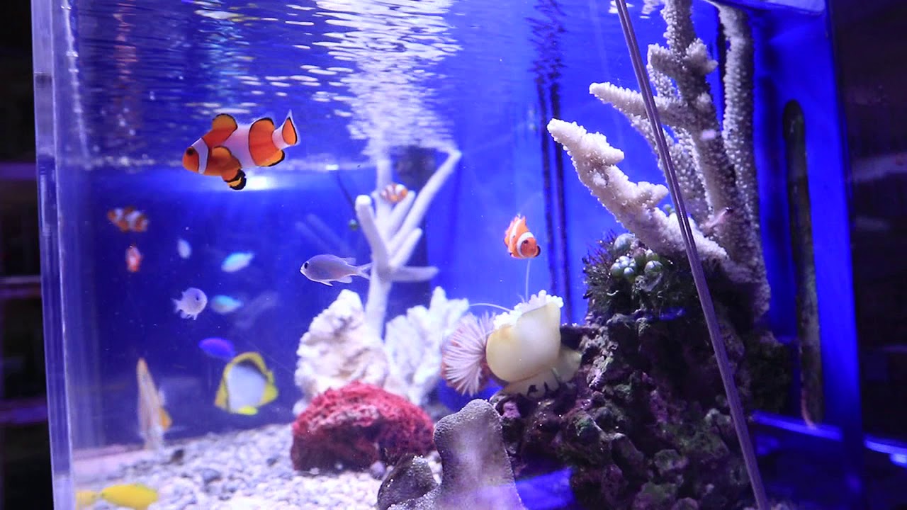 かんたん槽 水槽 日海センター NK45 中古 海水魚用 熱帯魚用 かんたん