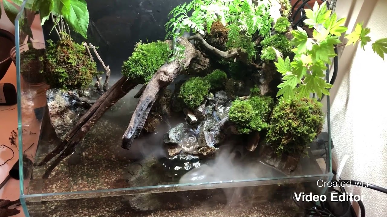 45cmの渓谷風アクアテラリウム - YouTube