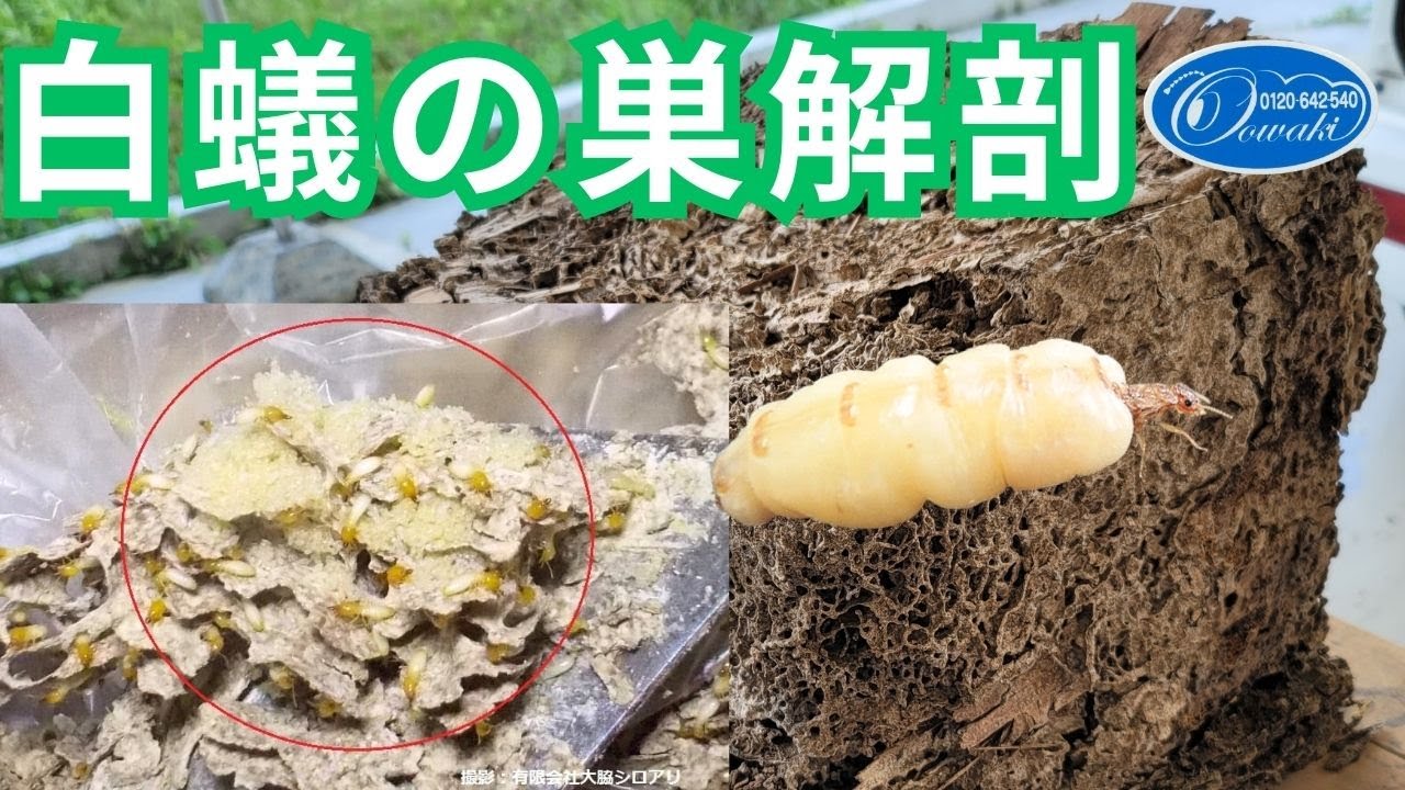 Termite Nest] Anatomy of Termite Nest - YouTube