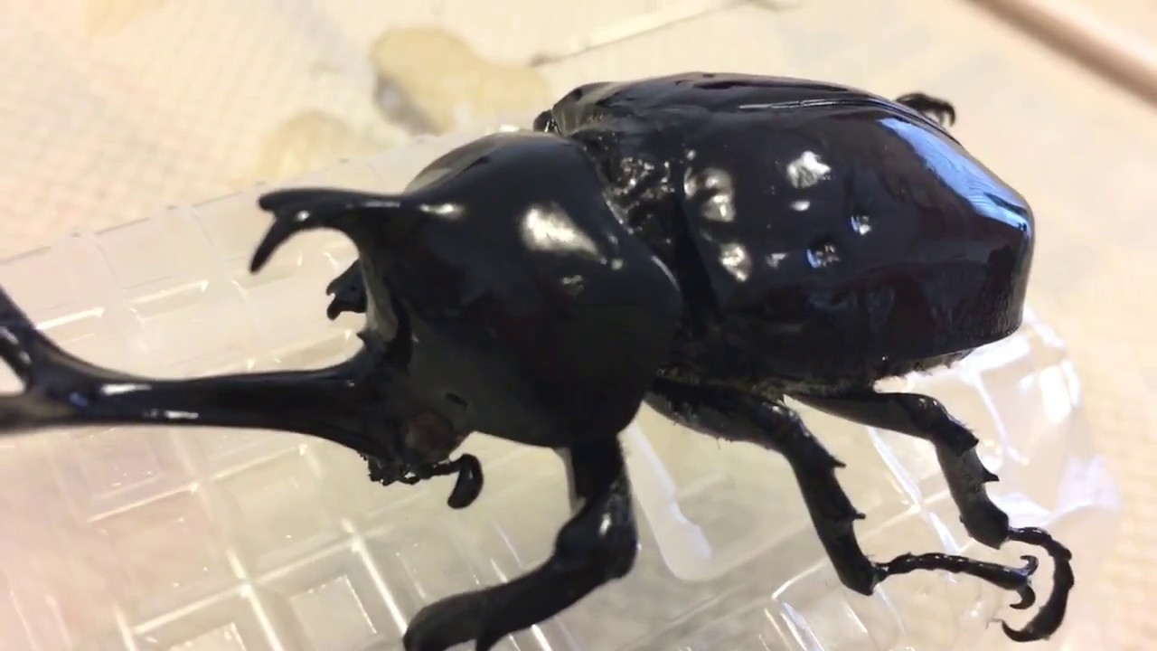 蛾標本 むし 91AVydxfTfL._AC_UF1000,