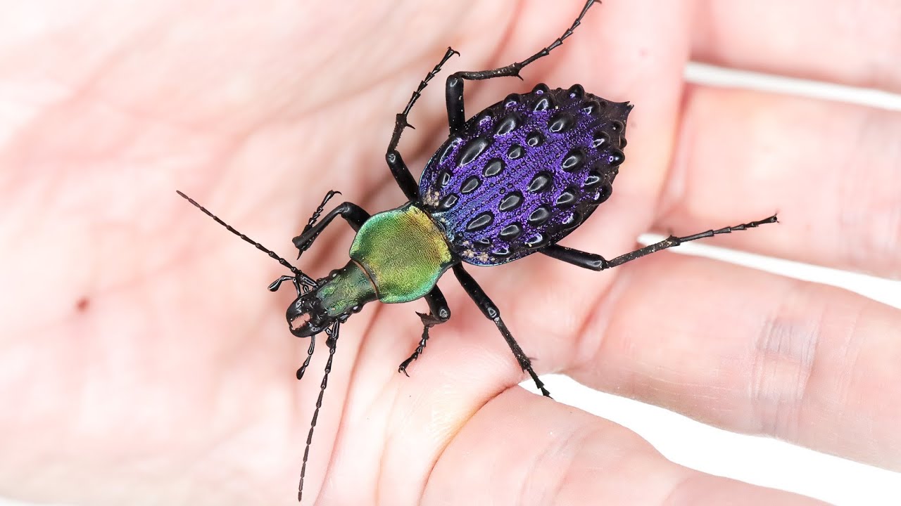 Coptolabrus pustulifer xianfengensis（hubei）湖北省産のイボカブリ