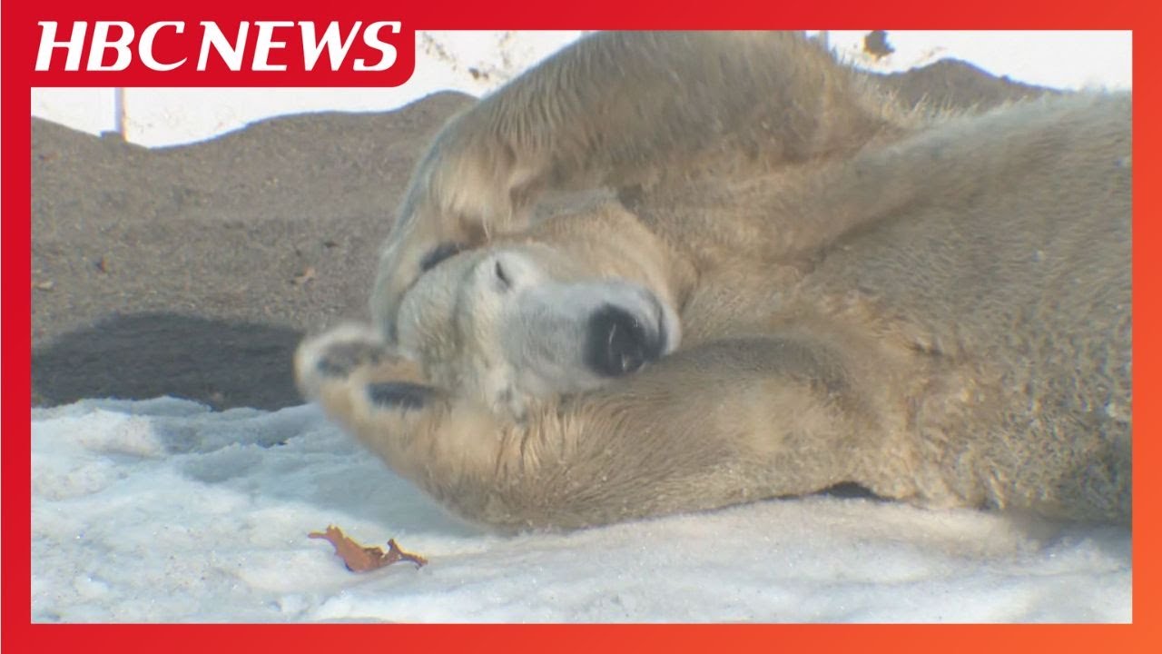 The popular Sapporo-born polar bear 