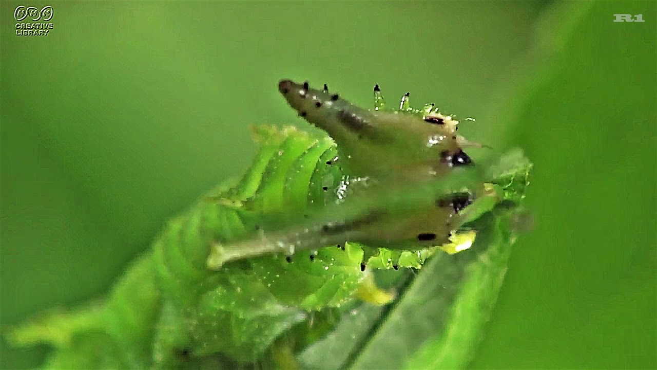 幼虫が可愛い！ オオムラサキ 蝶になるまで（NHKクリエイティブ