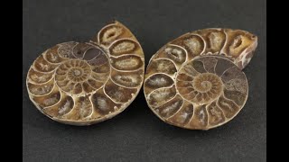 アンモナイトの化石 k3-420(yh)