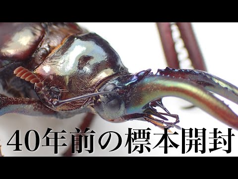 I bought a hard-to-find stag beetle specimen [Stag beetle breeding