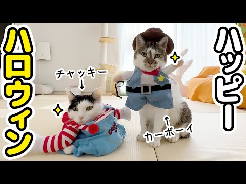 The reactions of the beloved cats who are forced to participate in