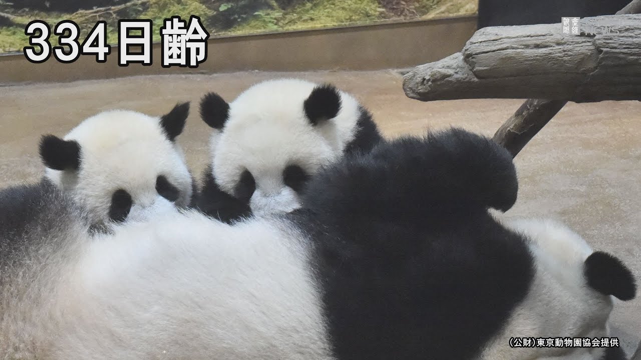 みんと 2017年パンダ 3枚 みんと 2017年パンダ 3枚 みんと 2017年