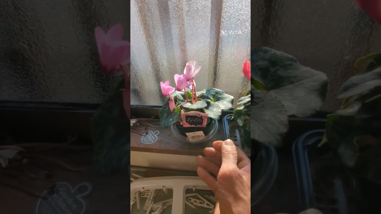 Cyclamen is the most beautiful flower 🌸, but unfortunately it is