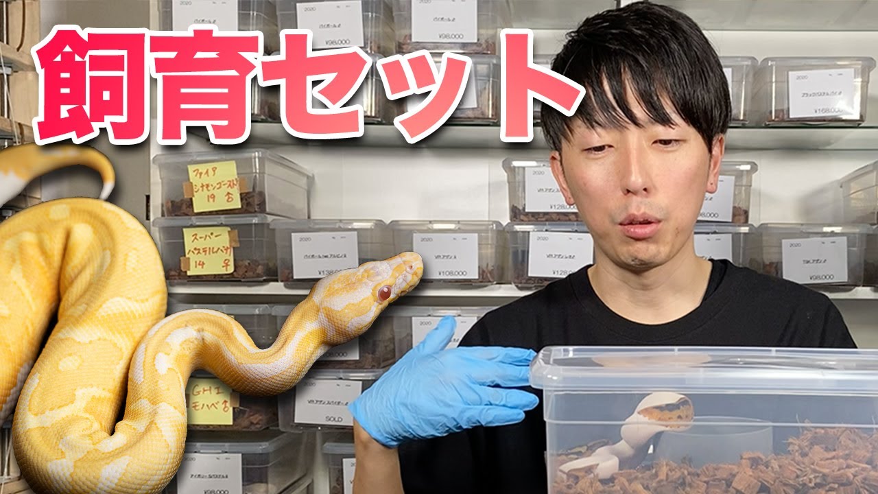 初心者マスト】ボールパイソン蛇「飼育ケージ」の決定版 | ボール