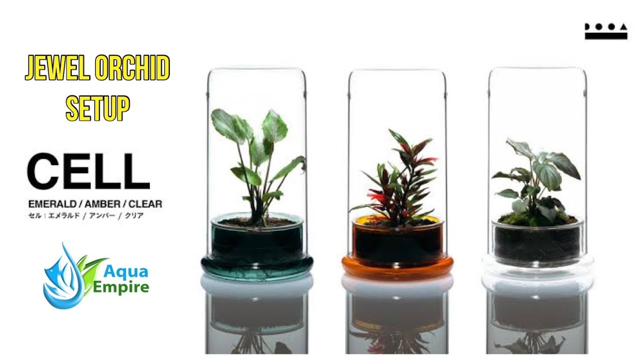 Dooa Cell Setup with Jewel Orchid - YouTube