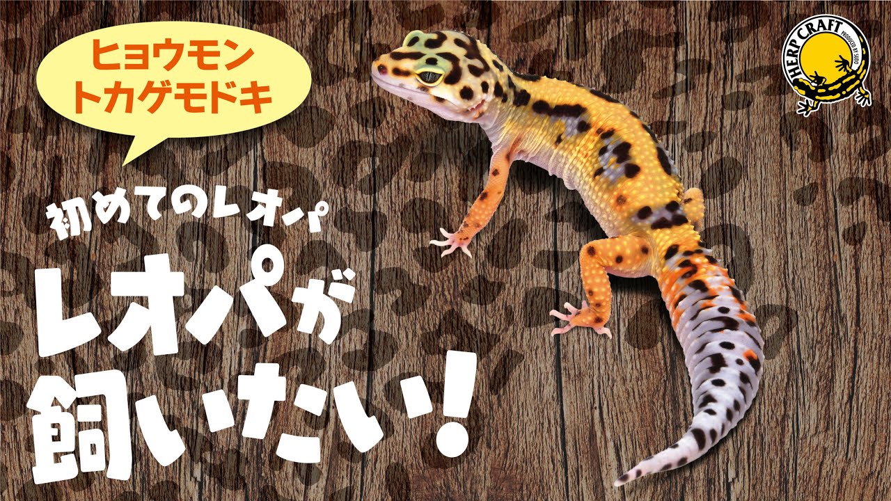 ウェットシェルター極 M | 株式会社スドー｜観賞魚・水草 爬虫類