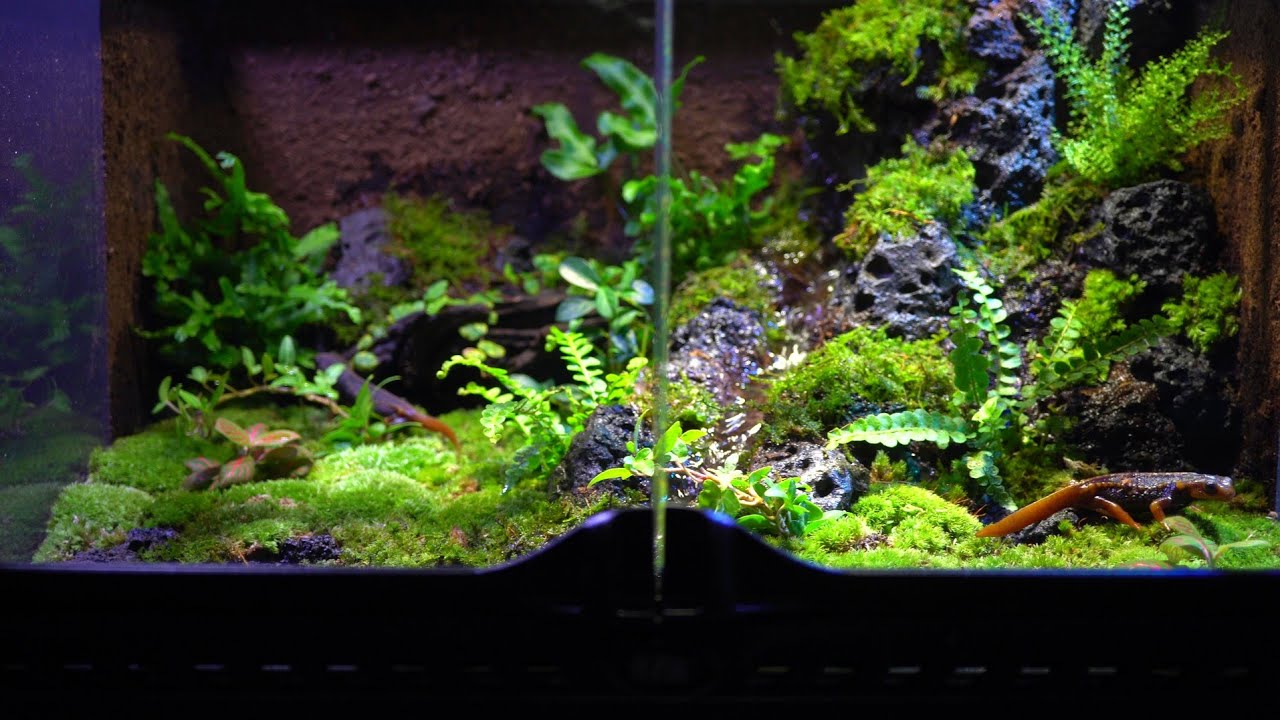 受注生産】滝のあるアクアテラリウム イモリウム 苔テラリウム アクア