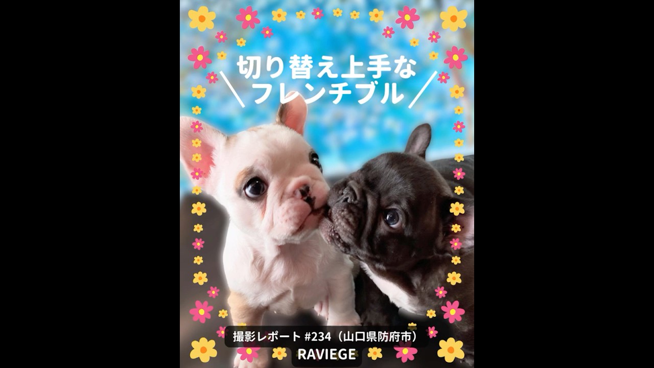 PICTWAN撮影レポート234フレンチ・ブルドッグ - YouTube