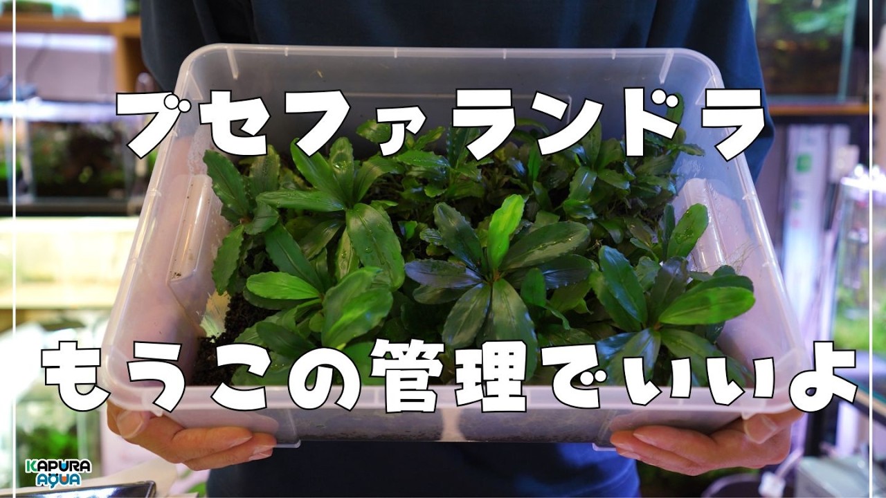 ブセファランドラsp.クダガン アヌビアスナナ アヌビアスナナ