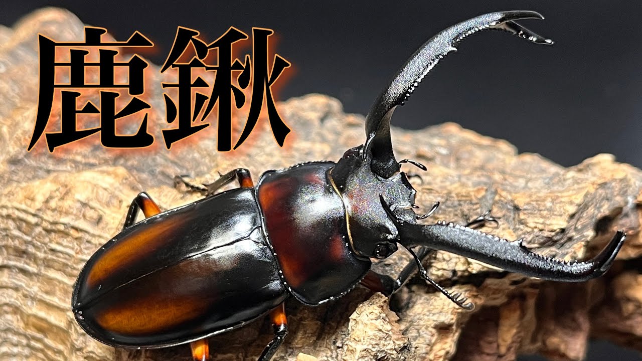 Introducing the largest species of stag beetle, the Didier stag