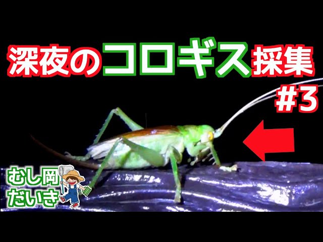 Leaf-rolling crickets in Japan] There was a scary one on the