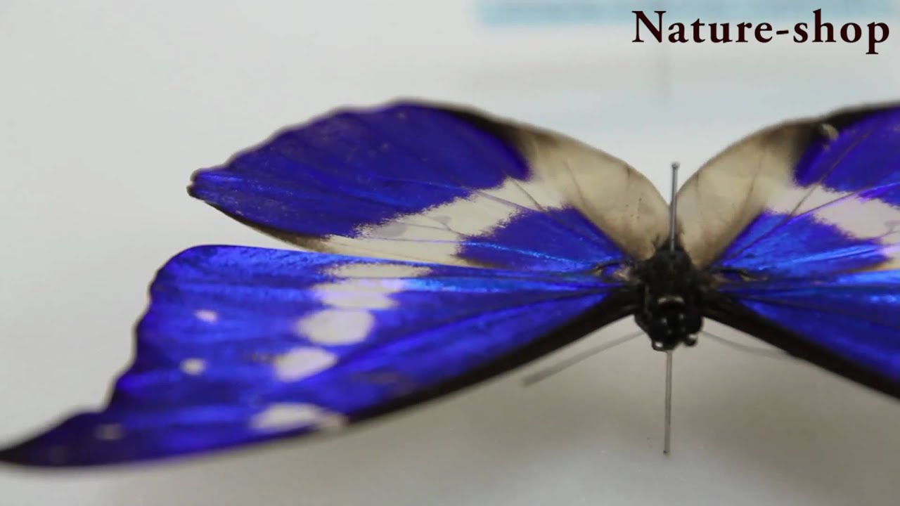 ヘレナモルフォ！大型！標本！4 ヘレナモルフォ 大型 標本 4 2025年