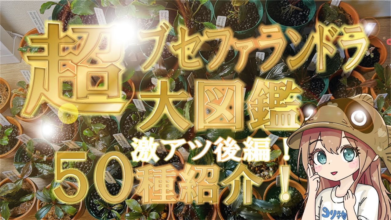 船長 ブセファランドラ15種15株、ボルビ、ピンナティフィダ7株計