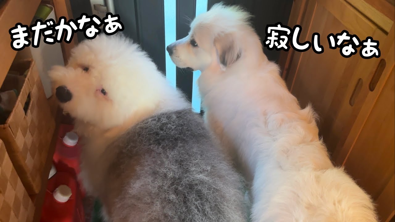 犬と親子/TWO GOOD FRIENDS 額入り リトグラフ 犬と親子/TWO GOOD