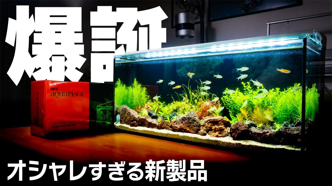 Official] New 60cm Frameless Filter GEX aquarista Glass Custom 600