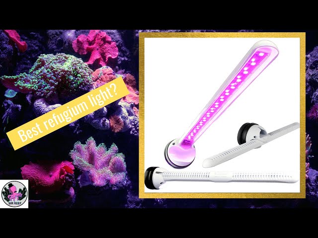 Tunze Ecochic Refugium Led - 1 month review - YouTube