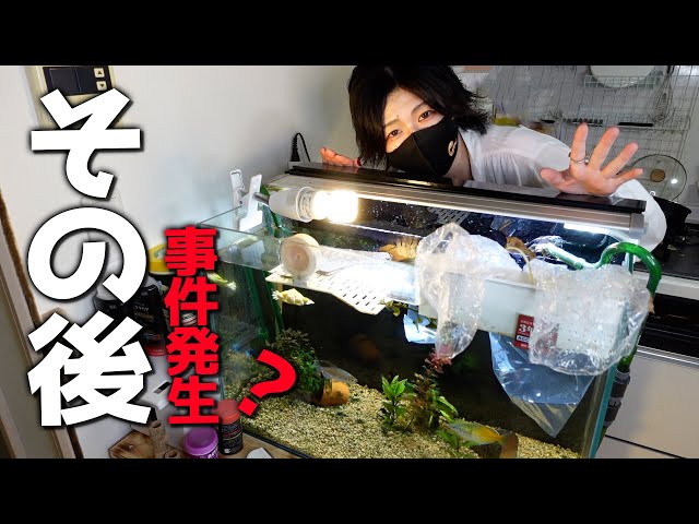 アクア界がザワつく新商品「GLASS CUSTOM 600」を使って1ヵ月、こんな