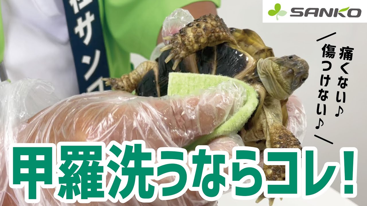 秘技！リクガメの甲羅を傷つけずに洗うならびっくりフレッシュ
