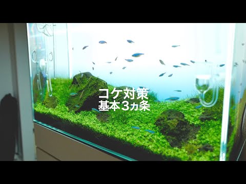 水草茂「はる様オーダー用」 水草茂「はる様オーダー用」