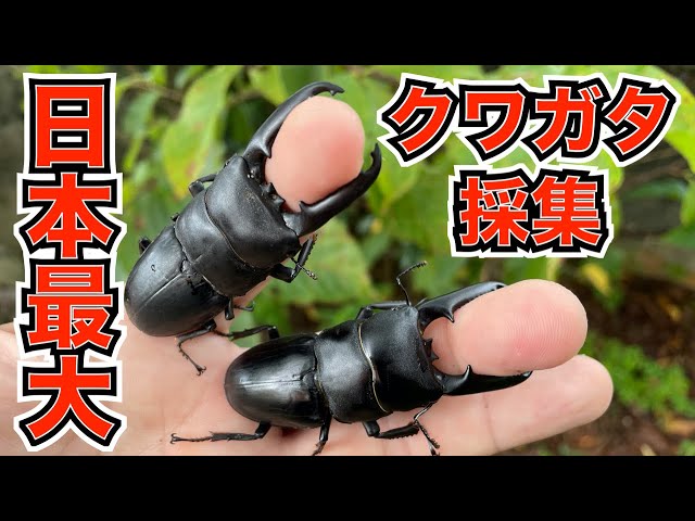 Catch the largest stag beetle in Japan, the Tsushima flat-headed