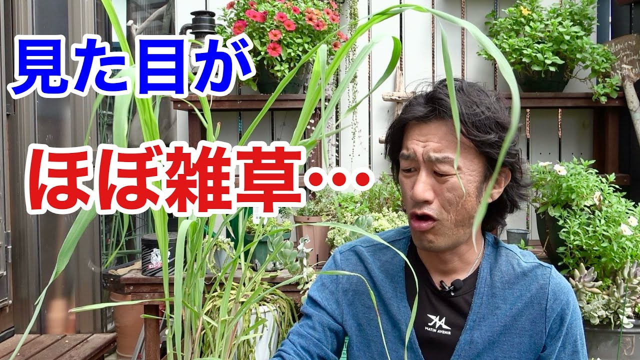 This plant is so good I want to recommend it. [Gardening Superman