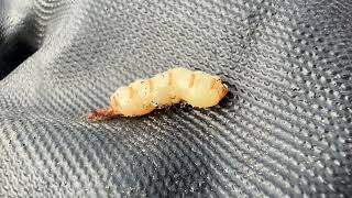 シロアリの女王を徹底解説！知られざる生活に迫る｜シロアリ1番！