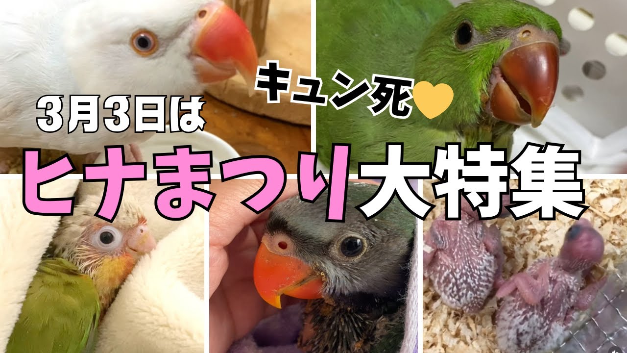 キュン死】3月3日ひな祭！かわいすぎるインコのヒナちゃん大特集