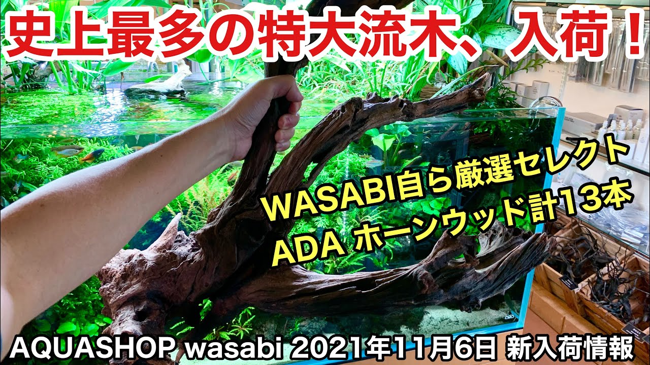 大型水槽用ADAホーンウッド全公開！WASABI自ら厳選セレクト