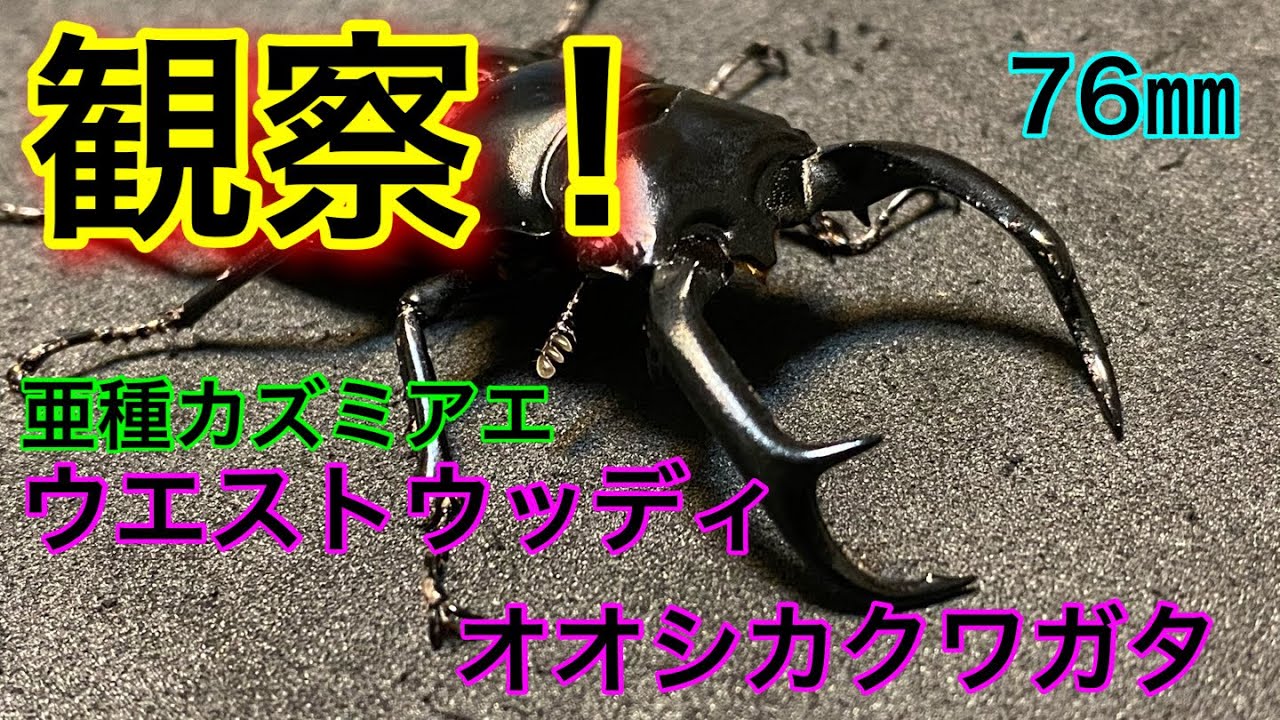 ウエストウッディオオシカクワガタ ペア標本 【公式通販】