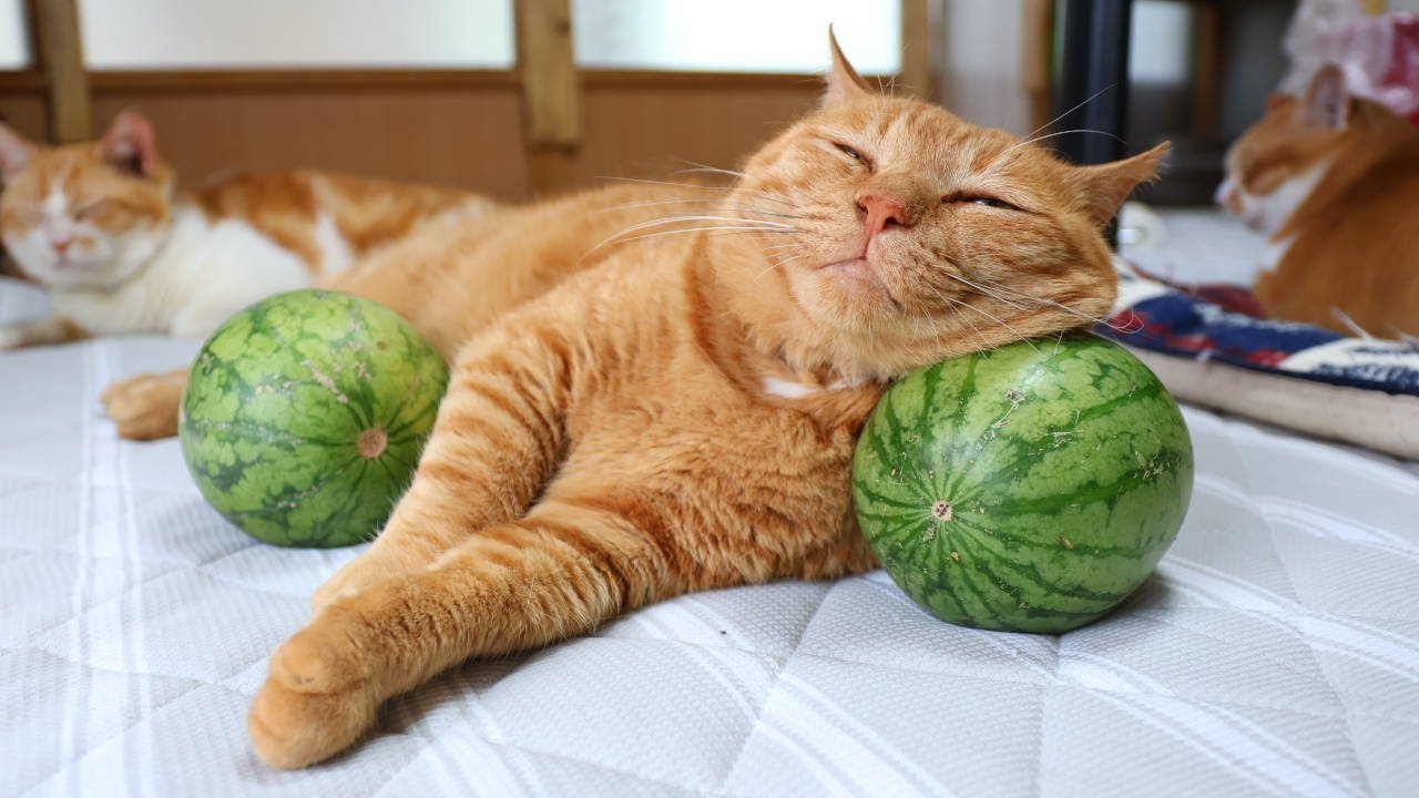 スイカ大サイズ！手作り額付き作品 title「プカプカ猫」 ネコが座布団