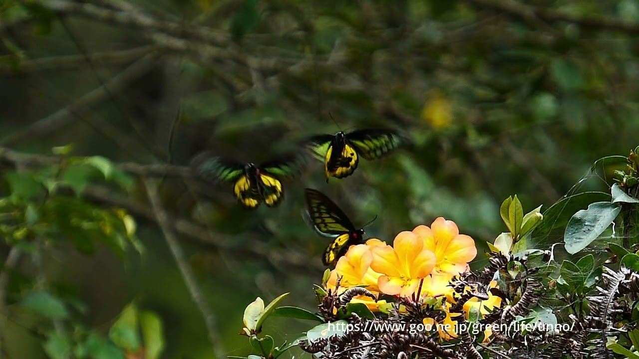 ロスチャイルドトリバネアゲハの飛翔 - YouTube