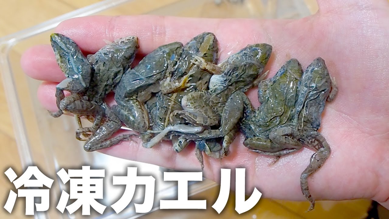 200匹【冷凍】S 餌用カエル ヌマガエル 爬虫類 蛇の餌 ヘビの餌 トカゲ