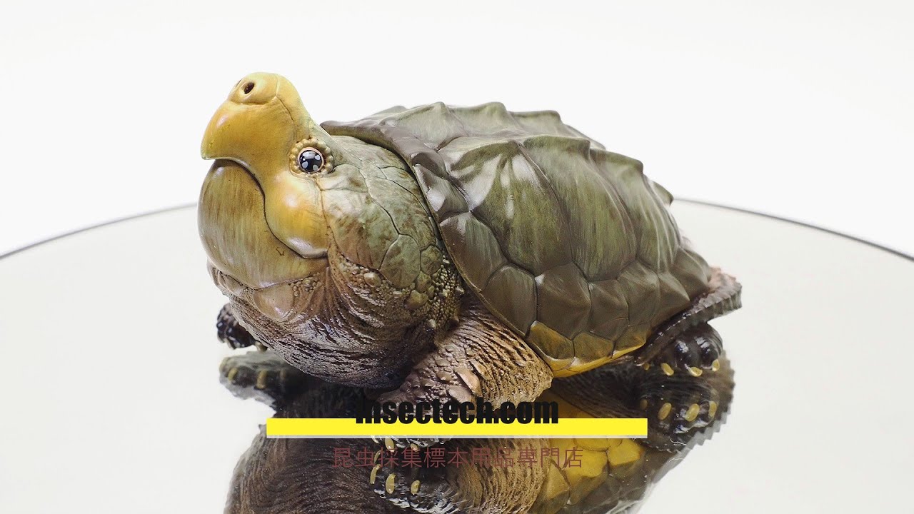 新！【動物の惑星 写実シリーズ】第一弾 初回頭骨付属 ワニガメ