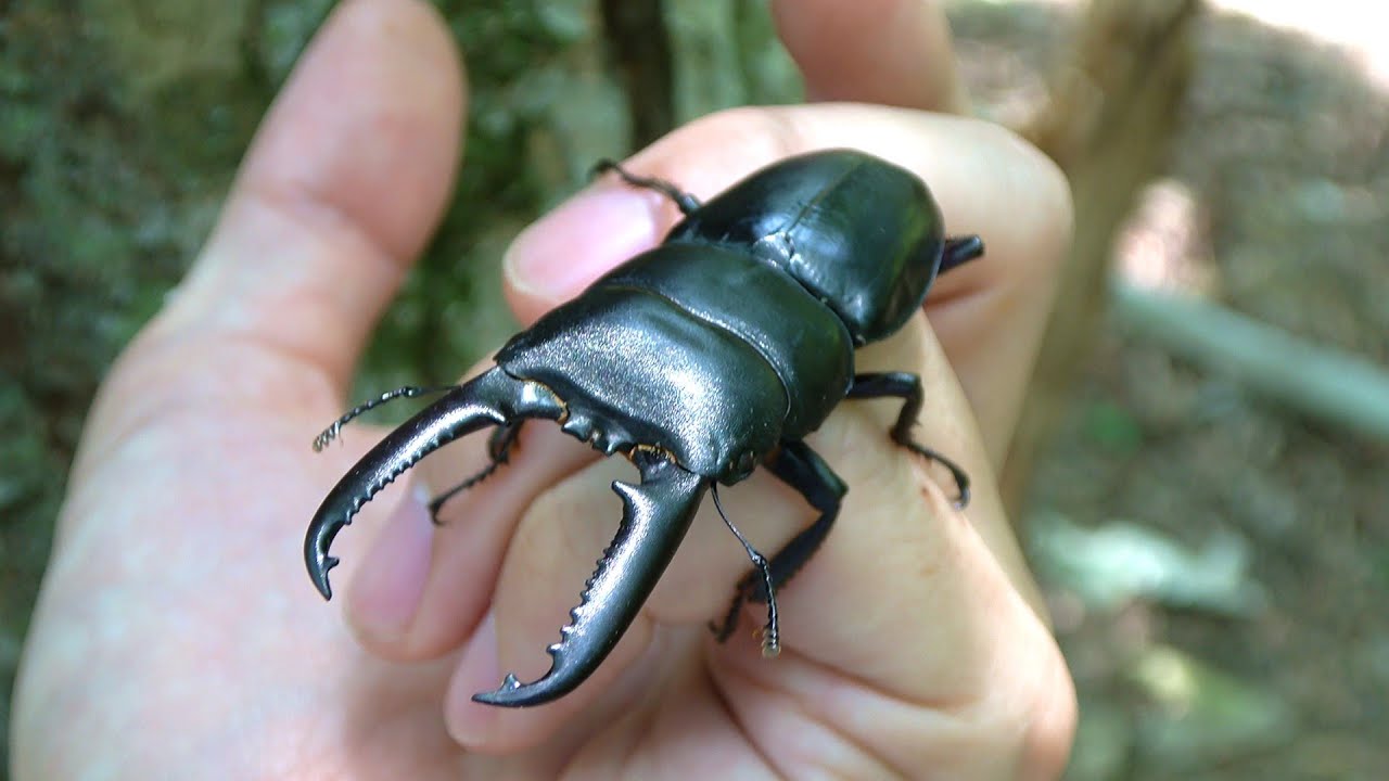 巨大クワガタを求めて 対馬昆虫採集記2024【ノンフィクション